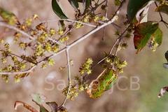Anogeissus latifolia